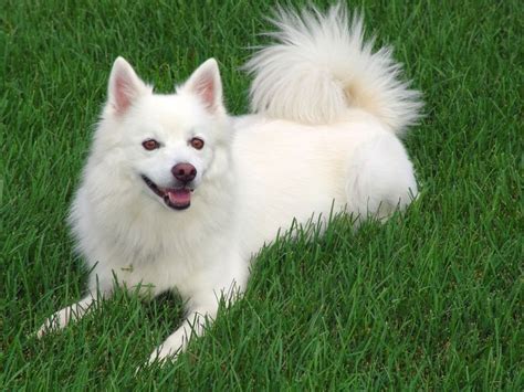 17 Small White Dog Breeds Little Light Colored Cuties
