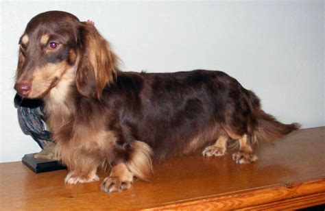 Harmony tec'kel gendalf brown & tan 2004. Weatherly's Miniature AKC Chocolate Longhairs Dachshund ...