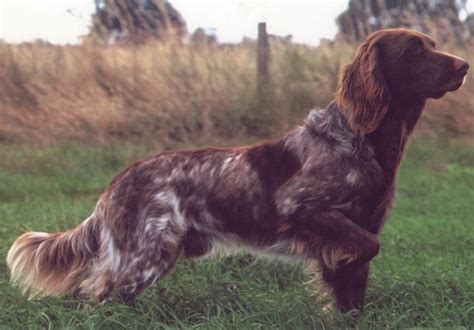 german longhaired pointer images  pinterest german longhaired pointer dog breeds