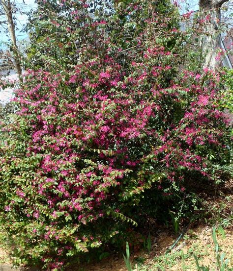 Green flowers colorful flowers shade garden garden plants georgia gardening native plants wildflowers planting nativity. Georgia Backyard Nature: Large Loropetalum
