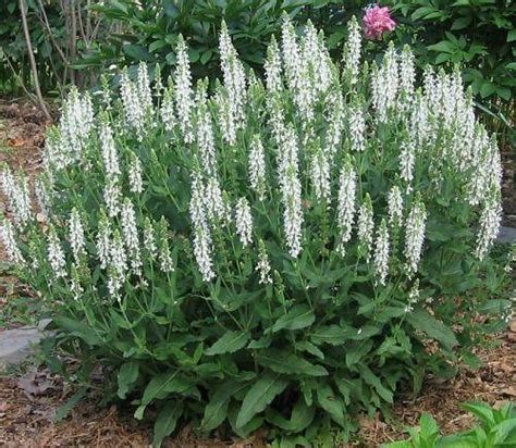 White Salvia Covered In Many Blooms White Perennial Flowers White