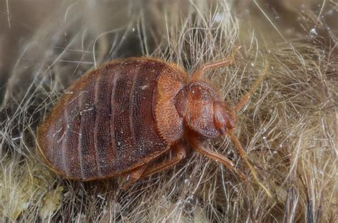 Alex bolano on january 23, 2019 leave a comment! Bed Bugs Grow Into Adulthood Faster When Part Of A Group ...