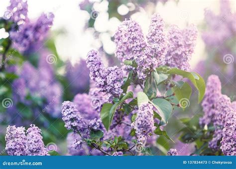 Blooming Pink Violet Lilac Bush At Spring Time With Sunlight