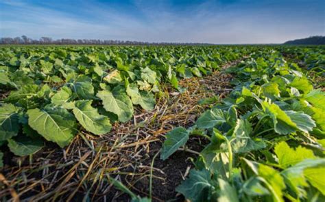 Why Cover Crops Are Beneficial To Your Farm Farmkenya Initiative