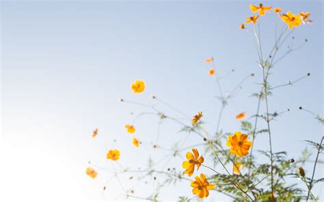 Simple Floral Desktop Wallpapers Top Free Simple Floral Desktop