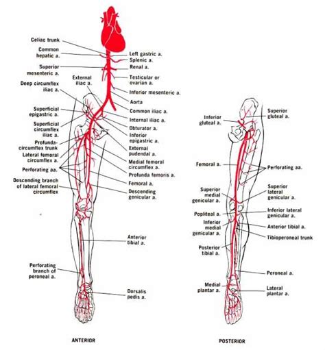 Arteries Of The Lower Limb Leg Anatomy Muscle Anatomy Nerves In Leg