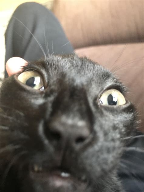 My Cat Love To Stick Her Face In My Phone Im Not Pulling Her Ears