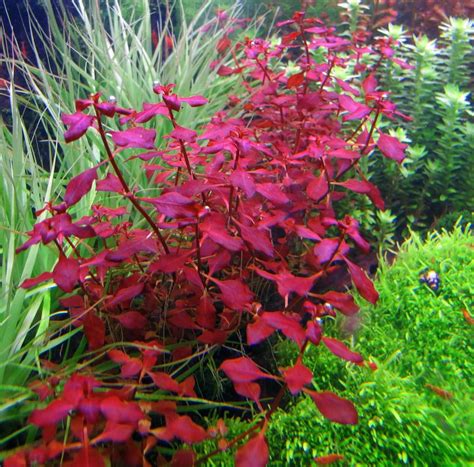 Buy2 Get1 Free Ludwigia Repens Dark Red Live Aquarium Plants Decor Ebay