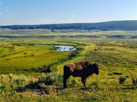Buffalo At Yellowstone Smithsonian Photo Contest Smithsonian Magazine