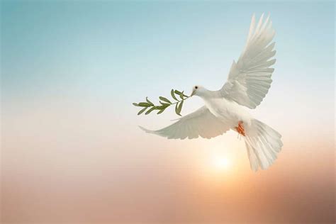Discover The Significance And Symbolism Of Doves In The Bible A Z Animals