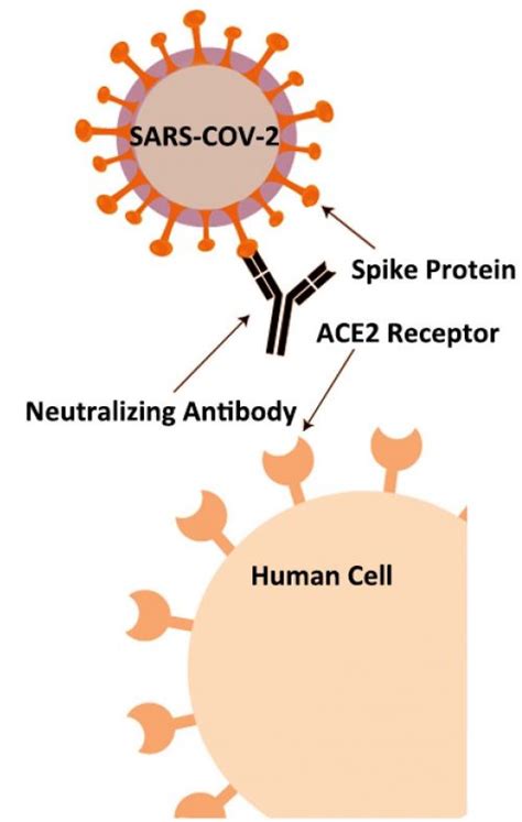 COVID 19 Neutralizing Antibody Test Kit JOYSBIO Biotechnology