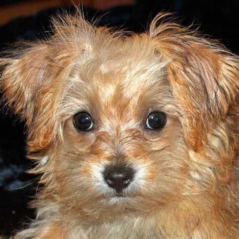 23 Chihuahua Poodle Mix Puppies For Sale L2sanpiero Chihuahua