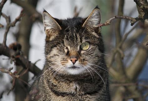 Science remains uncertain why a cat or another species will do what we consider barbaric. Adopting Feral Cats: Tips to Integrate Wild Cats Into Your ...