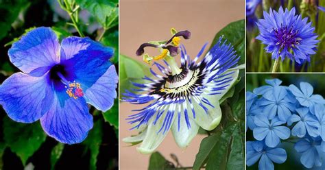 14 Best Blue Flowering Plants You Can Grow In India India Gardening