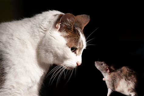 Cats Vs Rats Pointe Pest Control Chicago Pest Control And Exterminator