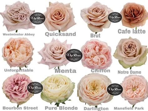 Pin On Roses Rose Wedding Favorite Color Flower Names