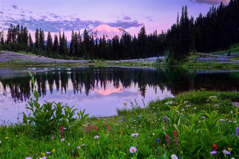 Обои Mount Rainier National Park Lake Tipsoo поле цветы деревья для