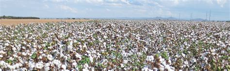 Caywood Farms - Casa Grande, Arizona Farm Tours