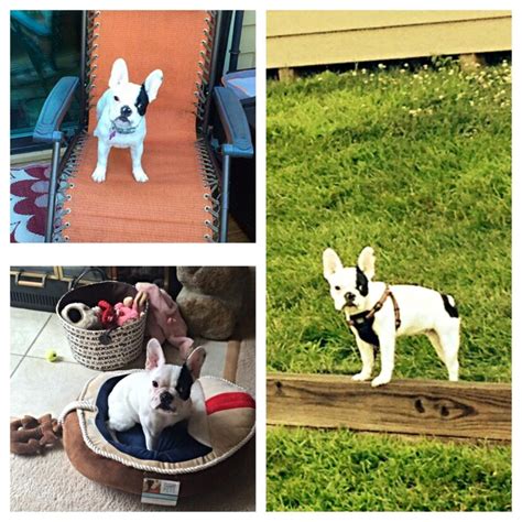 Pedigree french bulldogs le meilleur, are based on the mid north coast of nsw. French Bulldog Puppies for sale English Bulldog Puppies ...