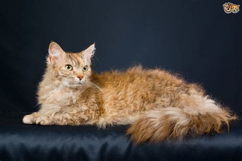 The veterinarian bases his diagnosis on the appearance of the lesions. All about Rex cat breeds - Curly haired cats | Pets4Homes