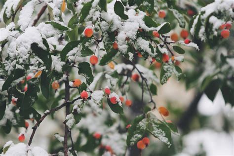 무료 이미지 나무 분기 눈 감기 겨울 말린 씨앗 잎 서리 봄 날씨 식물학 플로라 시즌 홀리 관목