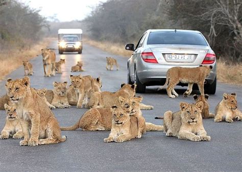 Animal Sighting Lion Cub Torments Rest Of Pride Mdntv