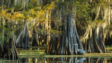 2624 Year Old Cypress Tree Discovered In North Carolina Swamp Bald Cypress Tree Cypress Trees