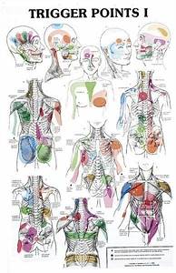 17 Best Images About Trigger Points On Pinterest 