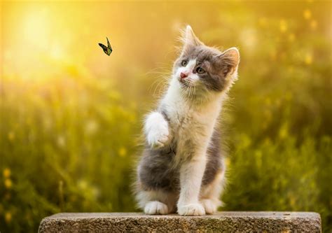 Kitten And Butterfly