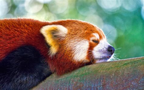 whisper OF dream: рыжая панда ))