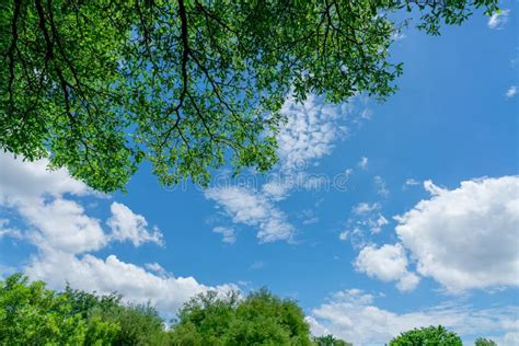 Tree Branches With Green Leaves Against Blue Sky And White Fluffy