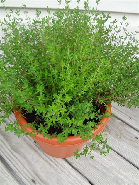 12 Best Herbs To Grow Indoors Indoor Herbs Balcony