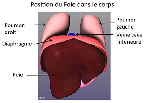 Le Foie A Gauche Ou Droite - Anatomie du Foie et des Voies biliaires - CHB - Hôpital Paul Brousse