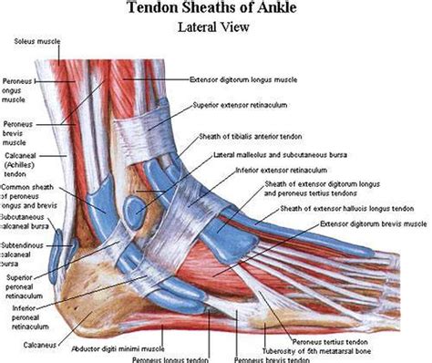 A web of blood vessels—arteries, veins, and capillaries—circulate blood to organs, muscles, bones, and other tissues. Pictures Of Ankle Muscles
