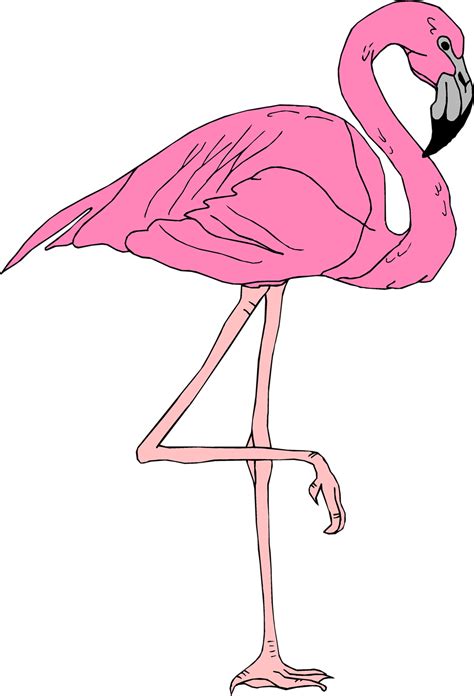 Flamingo Clip Art Flamingo Png Download 9581408 Free Transparent