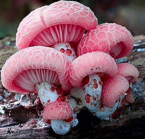 Pin By Hillside Dweller On Funus Stuffed Mushrooms Mushroom Pictures