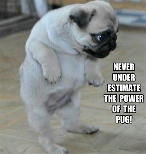 Join The Pugs • Global Pug Domination Pug Power Pug Memes Cute