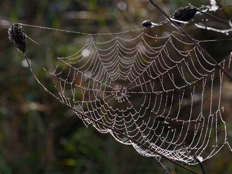 Nature Spider Webs