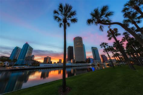 Tampa Palm Trees Matthew Paulson Photography