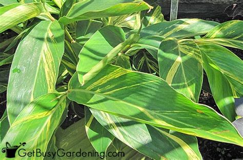Ginger Plant Care The Complete Growing Guide Get Busy Gardening