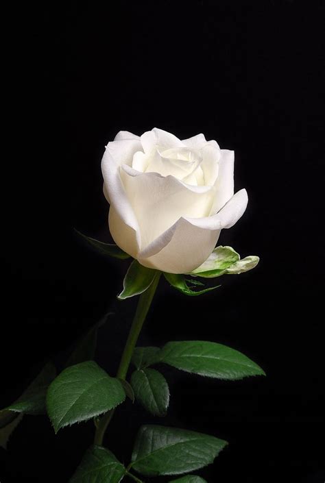 Beautiful darkness black and white flower wallpaper. by shinji aratani | Beautiful rose flowers, White roses ...