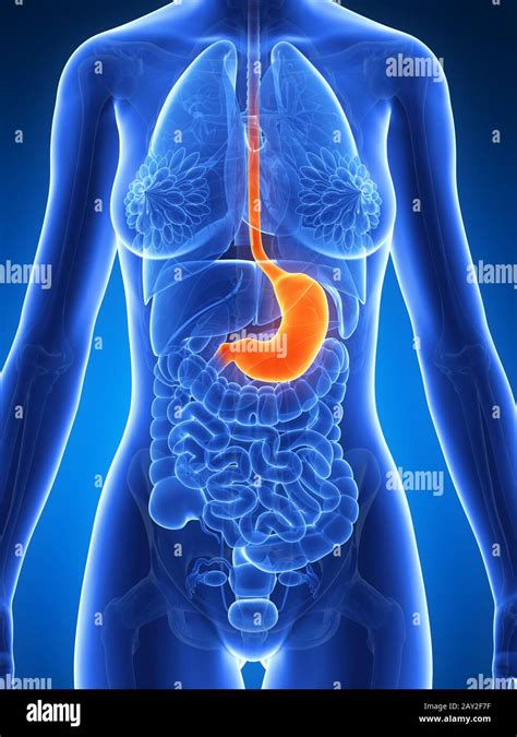 Stomach Lining High Resolution Stock Photography And Images Alamy