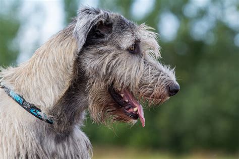 Irish Wolfhound Dog Breed Information Puppies And Pictures