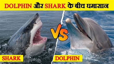 Dolphin और Shark के बीच मुकाबला Dolphin Vs Shark Fight Who Will Win