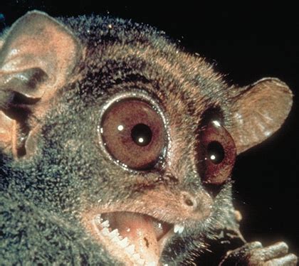 Tarsier des philippines tarsier morphology. Tarsiers | Science 2.0