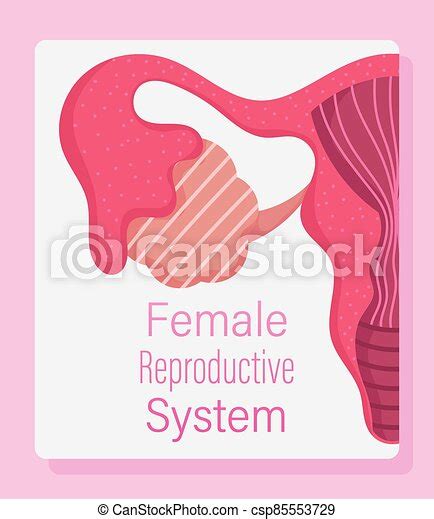Female Human Reproductive System Women Physiology Health Vector