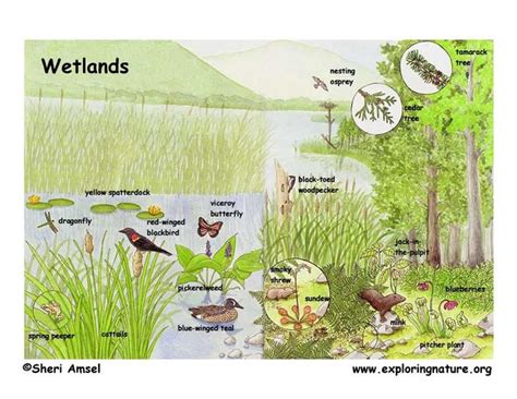 Swamp Ecosystem Diagram Google Search Wetland Biome Wetlands
