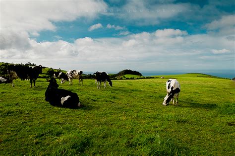 Veja mais ideias sobre açores ilhas, açores, arquipélago dos açores. Açores - Ilha de S. Miguel - joao rodrigues | personal ...