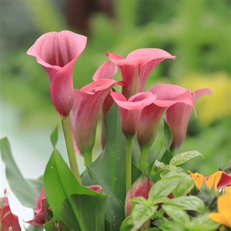 Types of lilies asiatic lily black artificial flowers luxury talk about. Pink Calla Lily Bulbs For Sale | Zantedeschia Pillow Talk ...