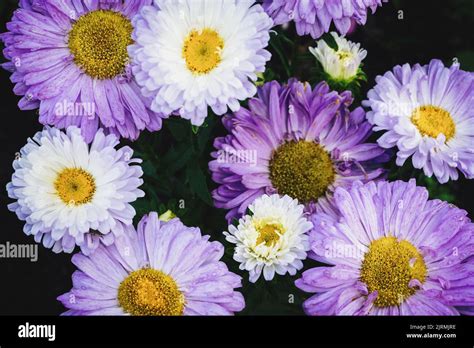 China Aster Callistephus Chinensis Purple White Flowers In The Garden